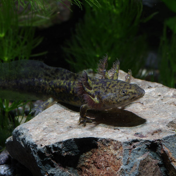 (ξ����)�����ѡ��롼�ѡ��ʥޡ��֥�ˡ�����5-6cm�ˡ�1ɤ�ˡڿ���/Ǯ�ӵ�/�Ѿ޵�/����ۡ����Ρۡ�����/����ۡڥ������ꥦ��/�������ꤦ��ۡھ�����