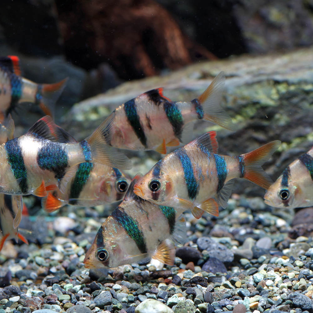 (ネオスセール)(熱帯魚 生体)スマトラ　（約2cm）（3匹） fish-neos-10099372 ネオス 楽天市場店 サンプル画像2