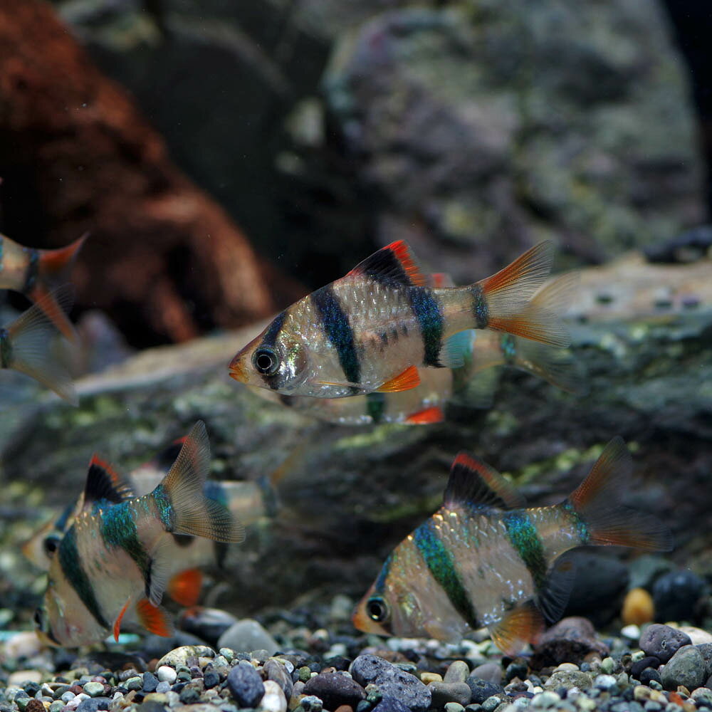 (ネオスセール)(熱帯魚 生体)スマトラ　（約2cm）（3匹） fish-neos-10099372 ネオス 楽天市場店 サンプル画像3