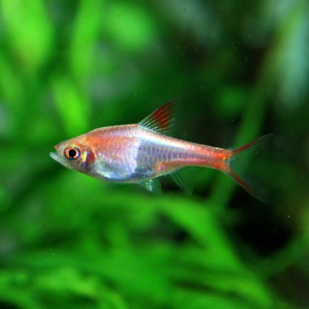 (熱帯魚 生体)ラスボラ　ヘテロモルファ　ゴールド　（約2cm）（1匹）【水槽/熱帯魚/観賞魚/飼育 ...