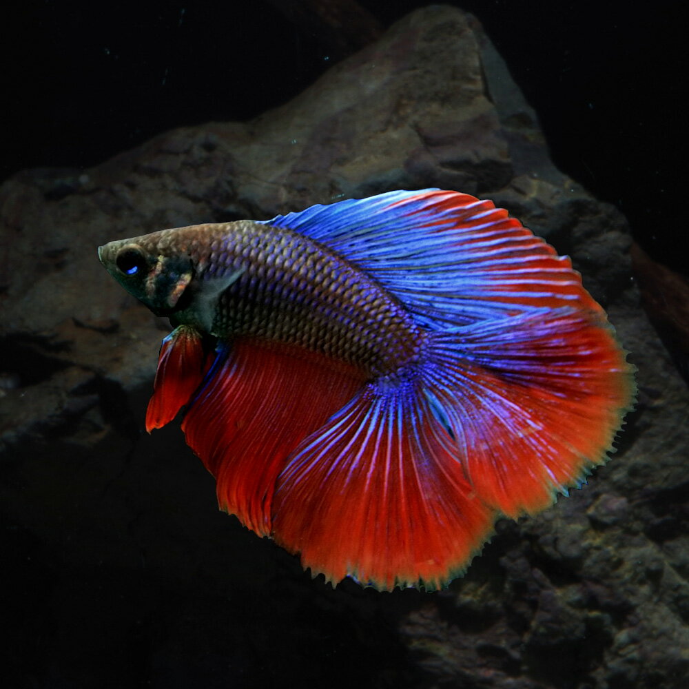 Neos 楽天市場 アクアリウムのエキスパート ネオス 熱帯魚 水草 アクア用品 両生類 爬虫類用品 水槽