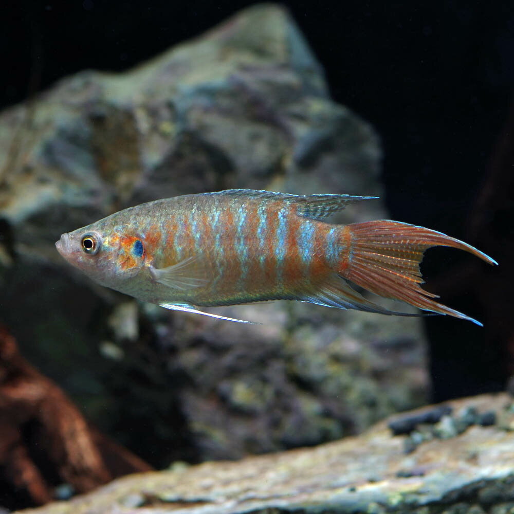 楽天市場 熱帯魚 生体 パラダイスフィッシュ 約4 5cm 1匹 水槽 熱帯魚 観賞魚 飼育 生体 通販 販売 アクアリウム あくありうむ ネオス 楽天市場店 未購入を含む みんなのレビュー 口コミ