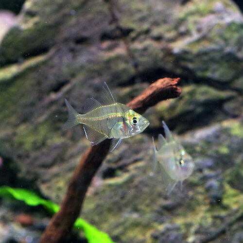 楽天市場 熱帯魚 生体 グラスエンゼルフィッシュ 約2cm 10匹 水槽 熱帯魚 観賞魚 飼育 生体 通販 販売 アクアリウム あくありうむ ネオス 楽天市場店 未購入を含む みんなのレビュー 口コミ