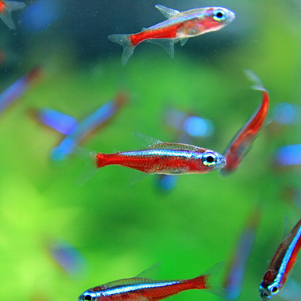 (熱帯魚)カージナルテトラ（Lサイズ　約2.5-3cm）（25匹）【水槽/熱帯魚/観賞魚/飼育】【生体】【通販/販売】【アクアリウム/あくありうむ】【小型】