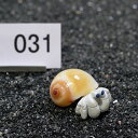 一点物 ヤドカリのお家 プレミアム 1個 ry031