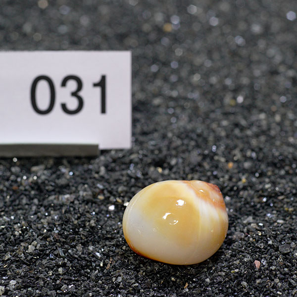 一点物　ヤドカリのお家　プレミアム　1個　ry031