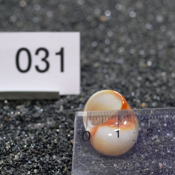 一点物　ヤドカリのお家　プレミアム　1個　ry031