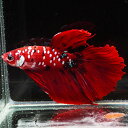 (熱帯魚 生体)1点物　コイベタ　デルタテール　オス ♂　撮影個体（約4～6cm）（1匹）I