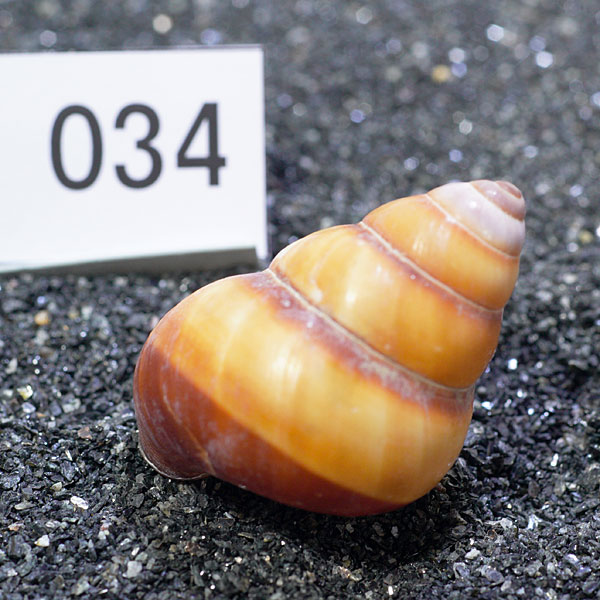 一点物　ヤドカリのお家　プレミアム　1個　ry034