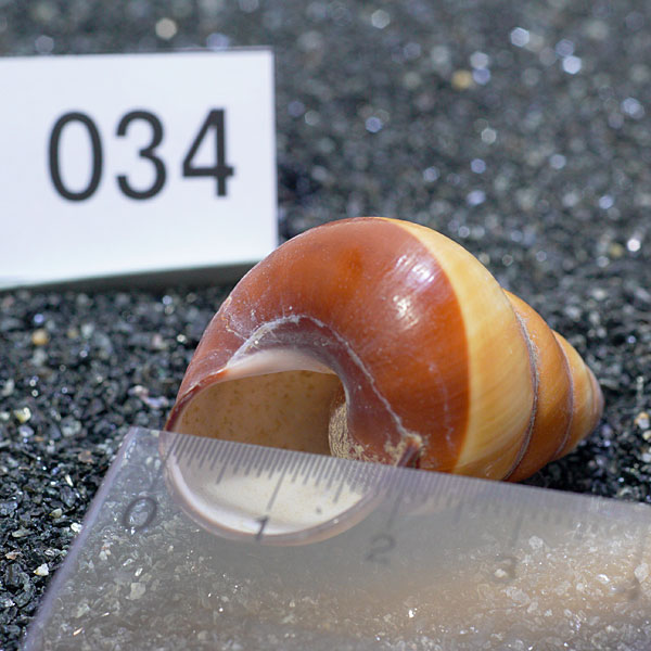 ����ʪ����ɥ���Τ��ȡ��ץ�ߥ��ࡡ1�ġ�ry034