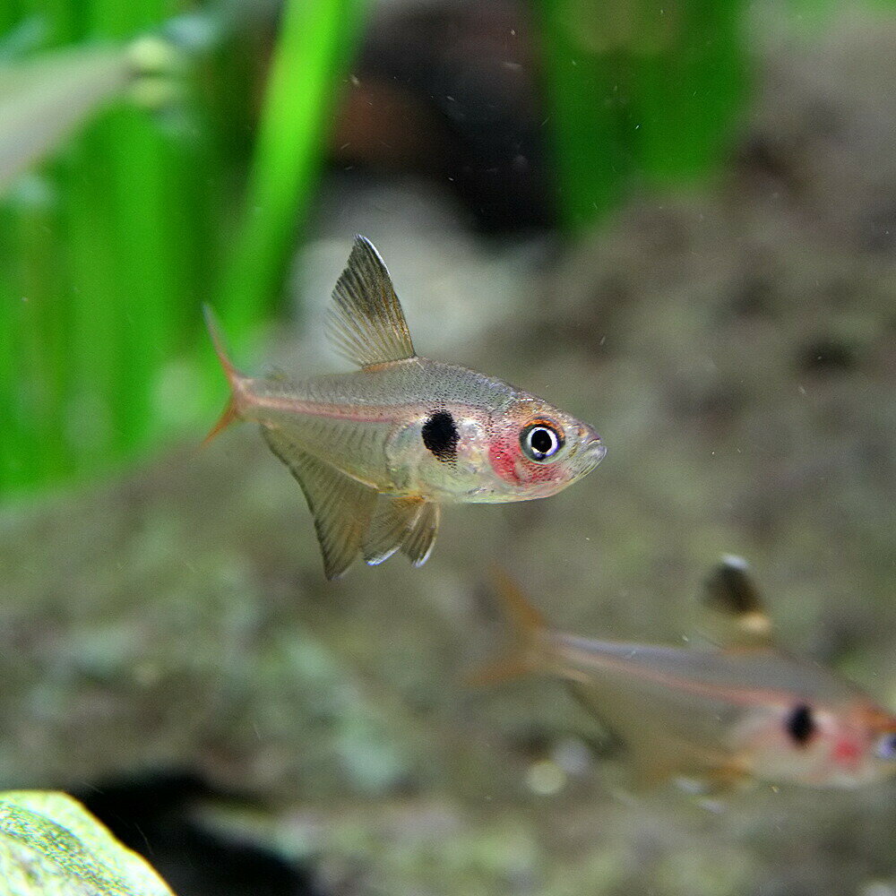 (熱帯魚 生体)レッドファントムテトラ【ブリード】　（約1-1.5cm）（5匹）【水槽/熱帯魚/観賞魚/飼育】【生体】【通販/販売】【アクアリウム/あくありうむ】【小型】