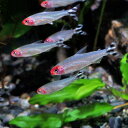 (熱帯魚 生体)ラミーノーズテトラ　（約2cm）（6匹）