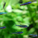 (熱帯魚 生体)グリーンネオン　（約1.5-2cm）（5匹）【水槽/熱帯魚/観賞魚/飼育】【生体】【通販/販売】【アクアリウム/あくありうむ】【小型】