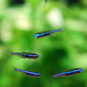 (熱帯魚 生体)グリーンネオン　（約1.5-2cm）（5匹）【水槽/熱帯魚/観賞魚/飼育】【生体】【通販/販売】【アクアリウム/あくありうむ】【小型】