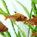 (熱帯魚 生体)ネオンサーペテトラ　（約3cm）（5匹）【水槽/熱帯魚/観賞魚/飼育】【生体】【通販 ...