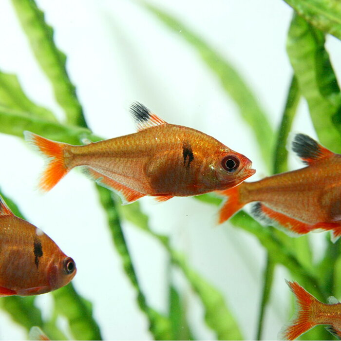 (熱帯魚 生体)ネオンサーペテトラ　（約3cm）（5匹）【水槽/熱帯魚/観賞魚/飼育】【生体】【通販/販売】【アクアリウム/あくありうむ】【小型】