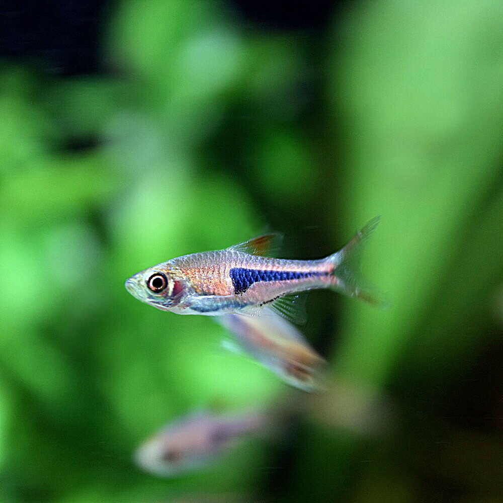 楽天ネオス 楽天市場店（熱帯魚 生体）ラスボラ　エスペイ　（約1.5cm）（50匹）【水槽/熱帯魚/観賞魚/飼育】【生体】【通販/販売】【アクアリウム/あくありうむ】【小型】