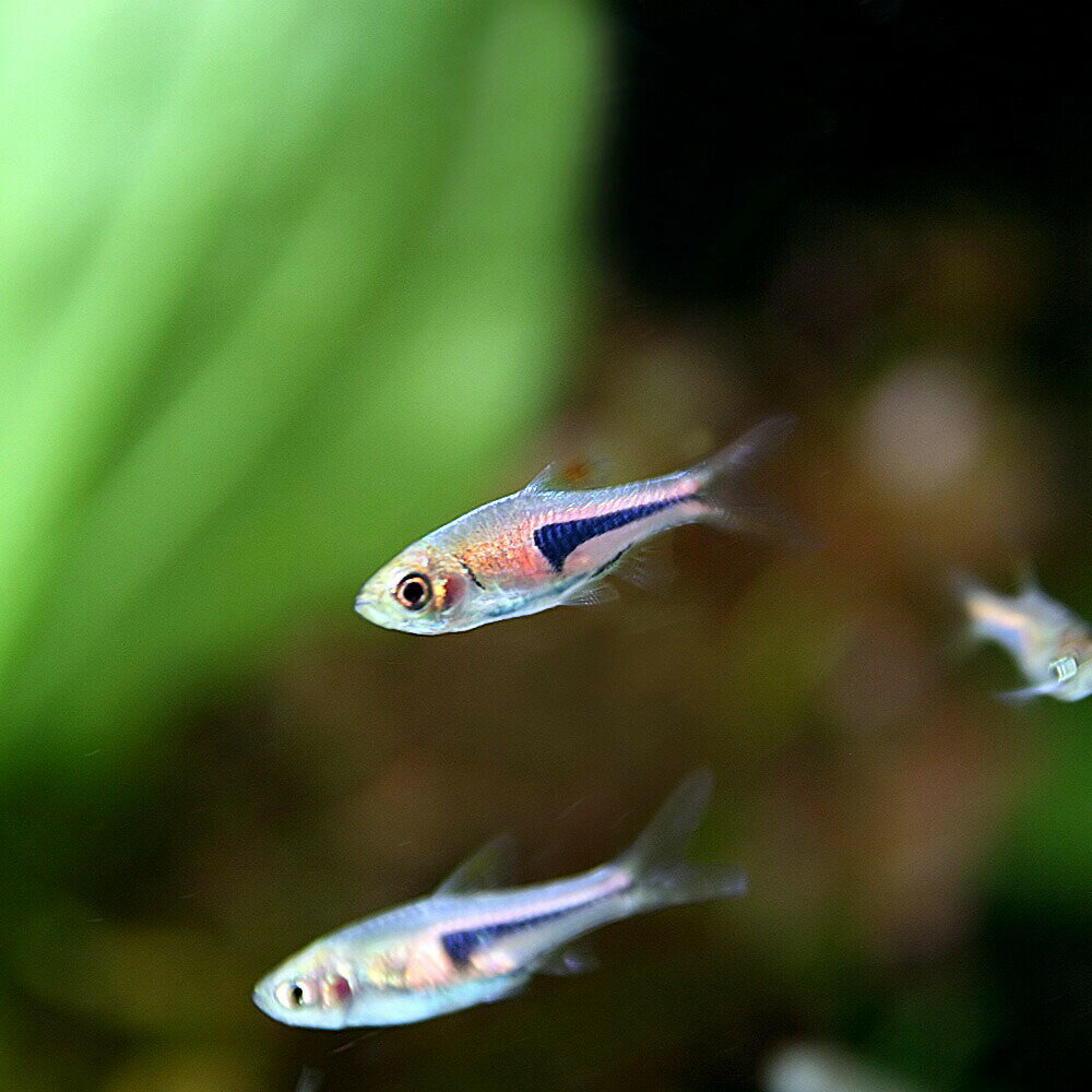 (熱帯魚 生体)ラスボラ　エスペイ　（約1.5cm）（30匹）【水槽/熱帯魚/観賞魚/飼育】【生体】【通販/販売】【アクアリウム/あくありうむ】【小型】