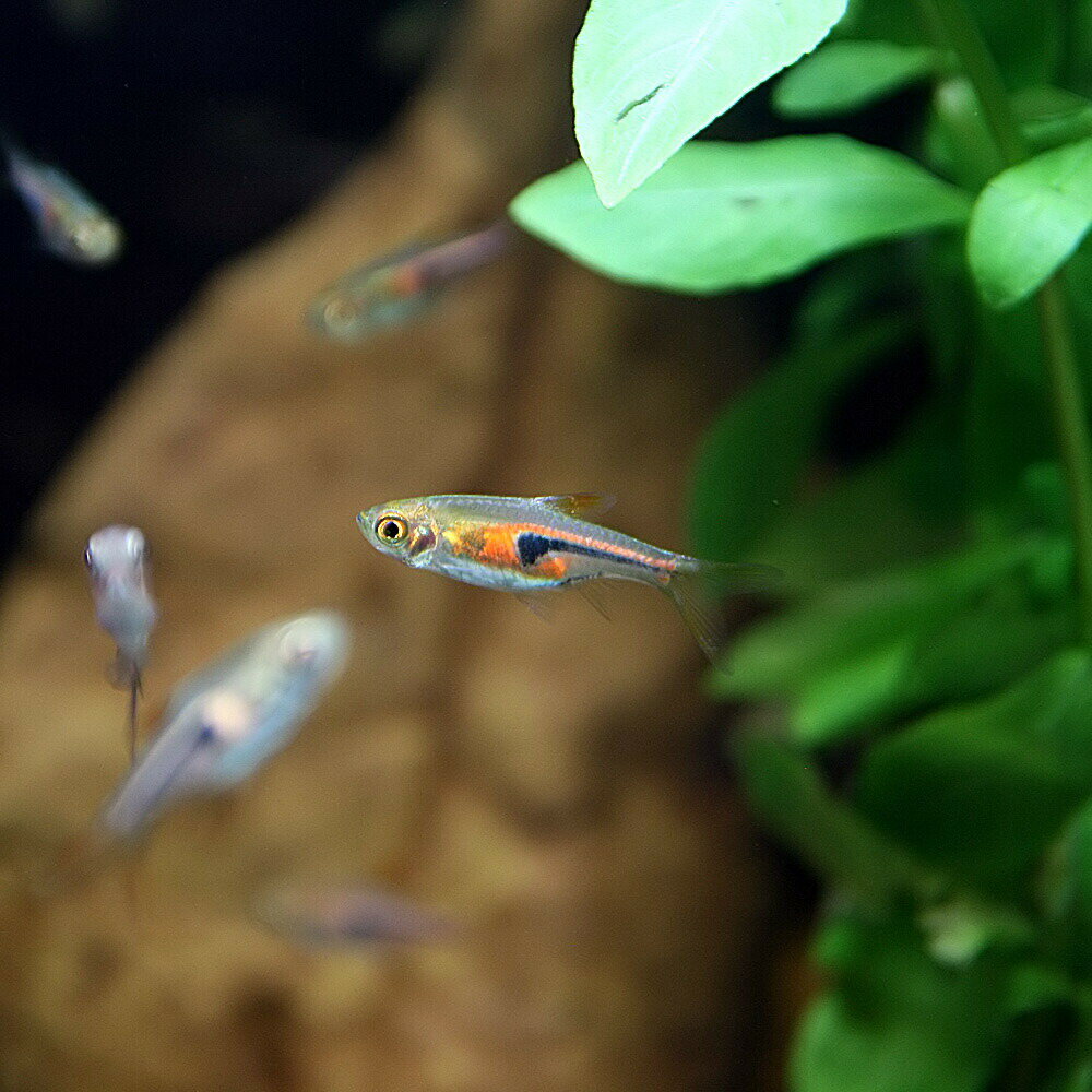 (熱帯魚 生体)ラスボラ　エスペイ　（約1.5cm）（30匹）【水槽/熱帯魚/観賞魚/飼育】【生体】【通販/販売】【アクアリウム/あくありうむ】【小型】