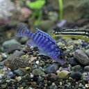 (熱帯魚 生体)ゴールデンゼブラシクリッド　（約2-3cm）（4匹）【水槽/熱帯魚/観賞魚/飼育】【生体】【通販/販売】【アクアリウム/あくありうむ】【小型】