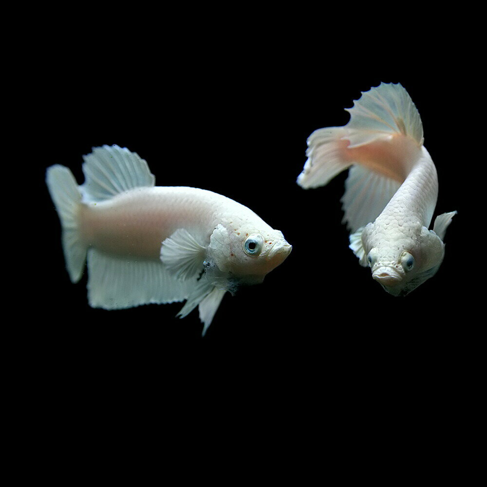 (熱帯魚 生体)ベタ　プラガット　プラチナホワイト　オス　（約3cm）（1匹）【水槽/熱帯魚/観賞魚/飼育】【生体】【通販/販売】【アクアリウム/あくありうむ】【小型】