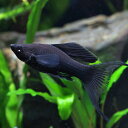 (熱帯魚 生体)ブラックライヤーモーリー　（約3-4cm）（6匹）【水槽/熱帯魚/観賞魚/飼育】【生 ...