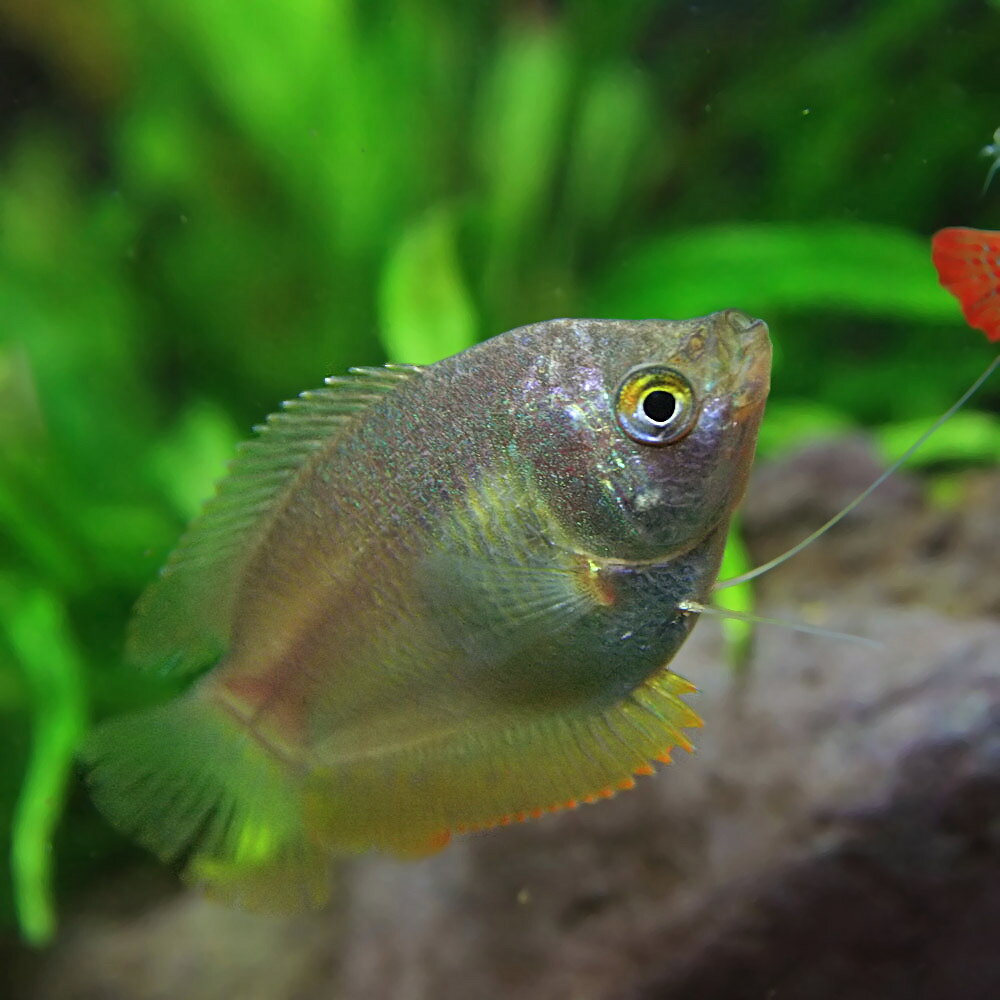 (ネオスセール)(熱帯魚 生体)オレンジドワーフグラミー　(約4cm)(1ペア) fish-neos-10099403 ネオス 楽天市場店 サンプル画像2