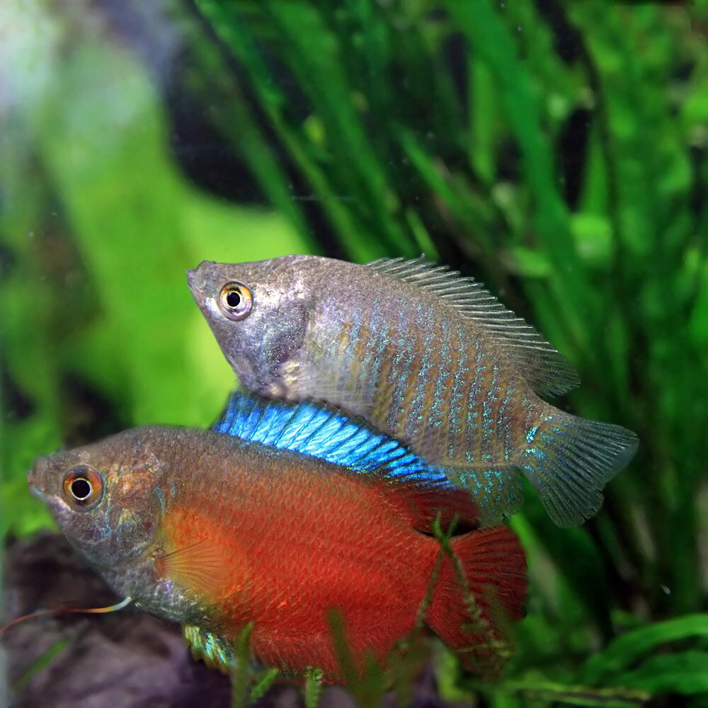 (ネオスセール)(熱帯魚 生体)オレンジドワーフグラミー　(約4cm)(1ペア) fish-neos-10099403 ネオス 楽天市場店 サンプル画像3