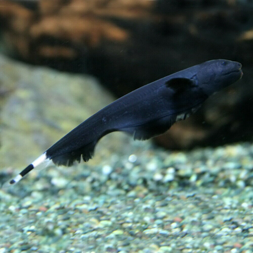 ブラックゴーストとは 特徴や飼育方法 寿命 混泳などについて解説 暮らし の