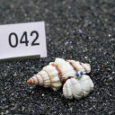 一点物 ヤドカリのお家 プレミアム 1個 ry042