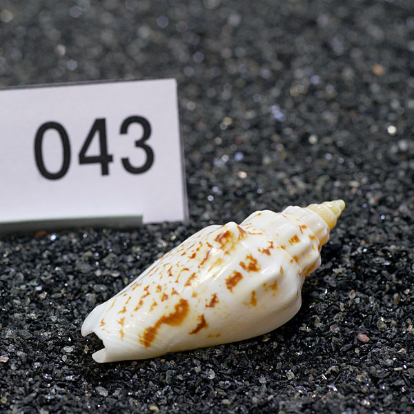 一点物　ヤドカリのお家　プレミアム　1個　ry043