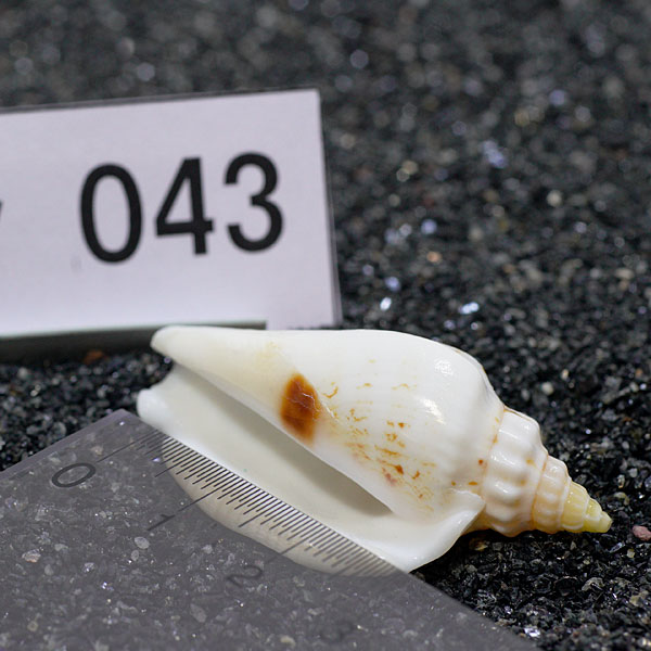 一点物　ヤドカリのお家　プレミアム　1個　ry043