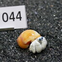 一点物 ヤドカリのお家 プレミアム 1個 ry044