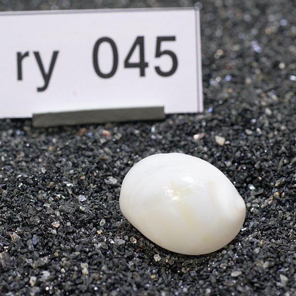 一点物　ヤドカリのお家　プレミアム　1個　ry045