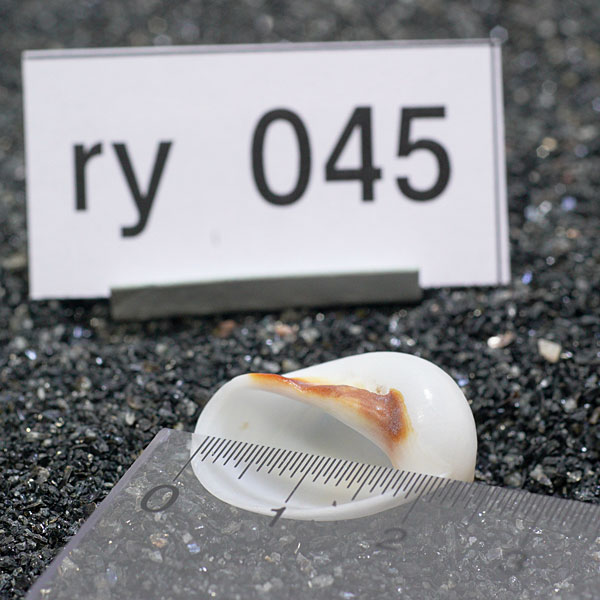 一点物　ヤドカリのお家　プレミアム　1個　ry045