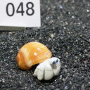 一点物 ヤドカリのお家 プレミアム 1個 ry048