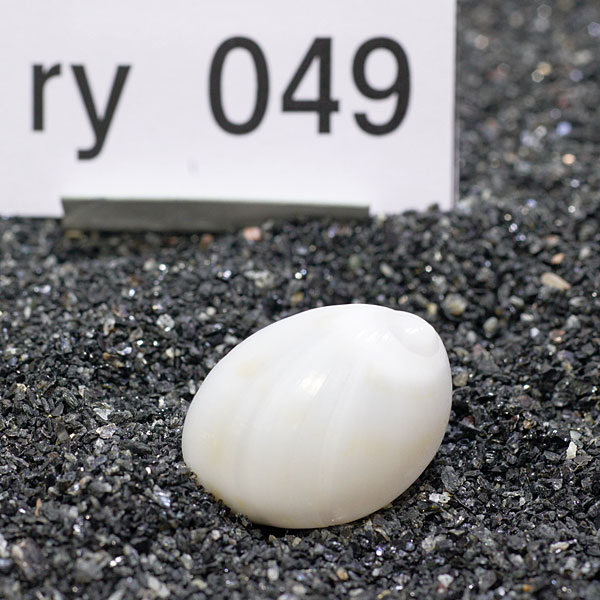 一点物　ヤドカリのお家　プレミアム　1個　ry049