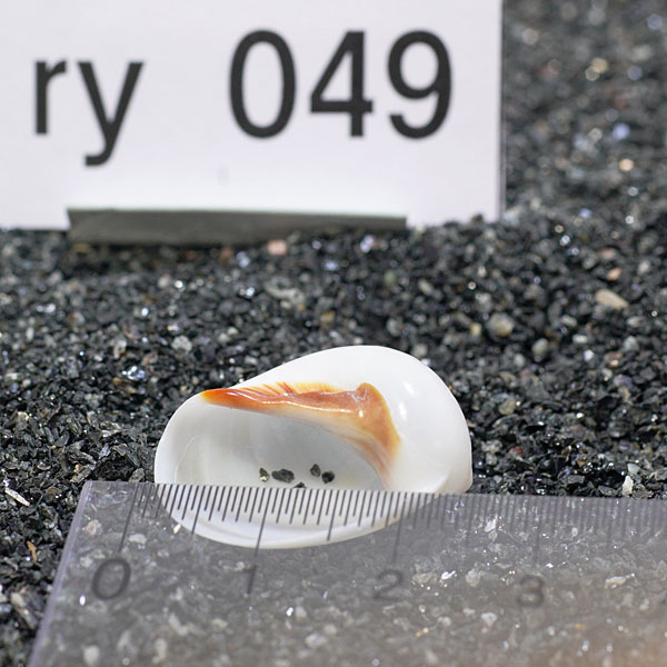 一点物　ヤドカリのお家　プレミアム　1個　ry049