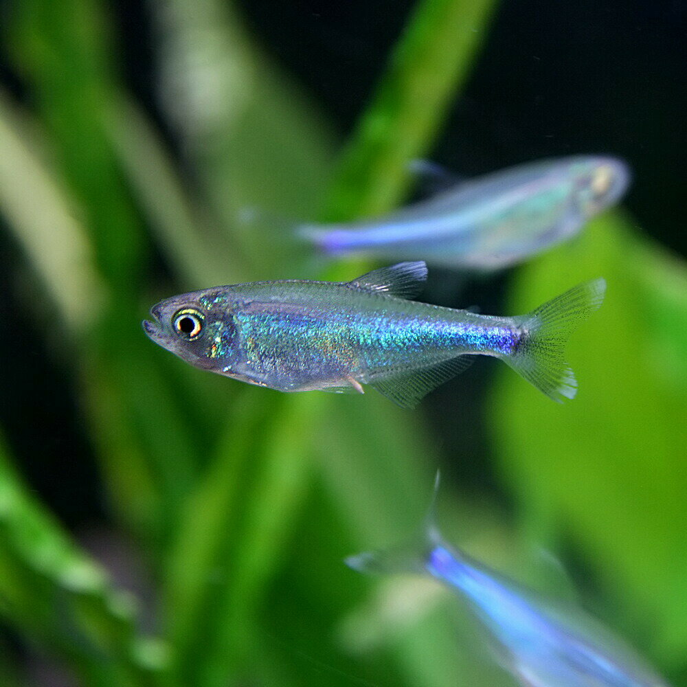 (熱帯魚 生体)ブルーテトラ　（約3cm