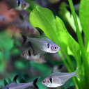 (熱帯魚 生体)ブラックファントム　（約1-1.5cm）（50匹）【水槽/熱帯魚/観賞魚/飼育】【生体】【通販/販売】【アクアリウム/あくありうむ】【小型】