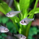 (熱帯魚 生体)ブラックファントム　（約1-1.5cm）（50匹）【水槽/熱帯魚/観賞魚/飼育】【生体】【通販/販売】【アクアリウム/あくありうむ】【小型】 3