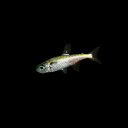 (熱帯魚 生体)プラチナグリーンネオン (約1.5cm)(1匹)【水槽/熱帯魚/観賞魚/飼育】【生体】【通販/販売】【アクアリウム/あくありうむ】【小型】