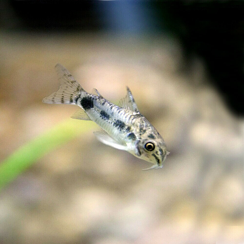 (熱帯魚 生体)コリドラス　ハブロースス（コチ）　（約1.5cm）（20匹）【水槽/熱帯魚/観賞魚/飼育】【生体】【通販/販売】【アクアリウム/あくありうむ】【小型】のサムネイル