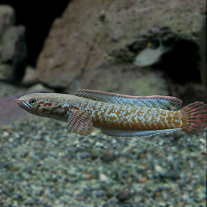 (熱帯魚 生体) レインボースネークヘッド　（約4cm）（1匹）【水槽/熱帯魚/観賞魚/飼育】【生体】【通販/販売】【アクアリウム/あくありうむ】