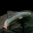 (熱帯魚 生体) レインボースネークヘッド　（約4cm）（1匹）【水槽/熱帯魚/観賞魚/飼育】【生体】【通販/販売】【アクアリウム/あくありうむ】