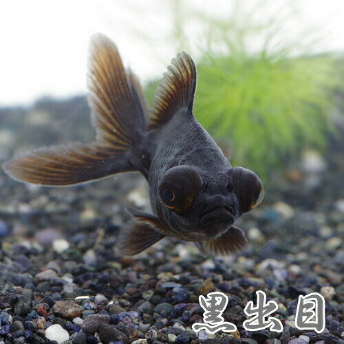 (金魚 生体)黒出目金　（約5-8cm）（3匹）【水槽/熱帯魚/観賞魚/飼育】【生体】【通販/販売】【アクアリウム/あくありうむ】【小型】