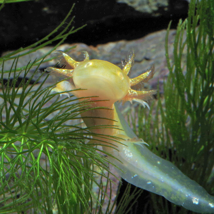 (ξ����)�����ѡ��롼�ѡ��ʥ�����ǥ�ˡ�����4cm�ˡ�1ɤ�ˡڿ���/Ǯ�ӵ�/�Ѿ޵�/����ۡ����Ρۡ�����/����ۡڥ������ꥦ��/�������ꤦ��ۡھ�����