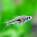 (熱帯魚 生体)ラスボラ　ヘンゲリー　（約1.5-2cm）（6匹）【水槽/熱帯魚/観賞魚/飼育】【生体】【通販/販売】【アクアリウム/あくありうむ】【小型】