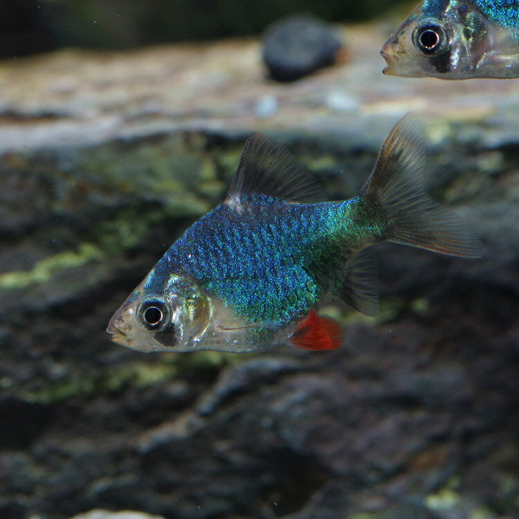 (ネオスセール)(熱帯魚 生体)グリーンスマトラ　（約2cm）（3匹）