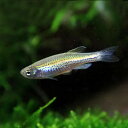 (熱帯魚 生体)レオパードダニオ　（約3cm）（5匹）【水槽/熱帯魚/観賞魚/飼育】【生体】【通販/ ...